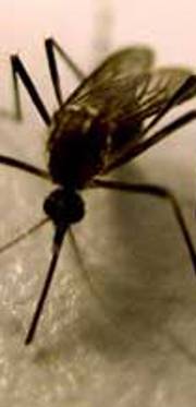 What and How about Zika virus What and How about Zika virus